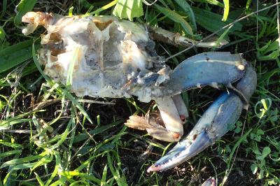 Callinectes sapidus