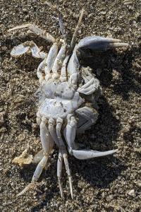 Liocarcinus depurator
