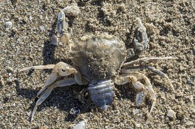 Liocarcinus depurator