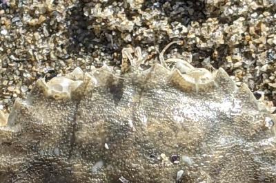 Liocarcinus depurator
