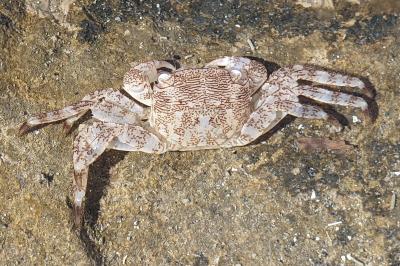 Pachygrapsus marmoratus