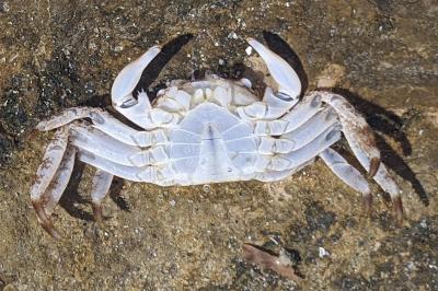 Pachygrapsus marmoratus