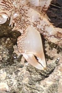 Pachygrapsus marmoratus