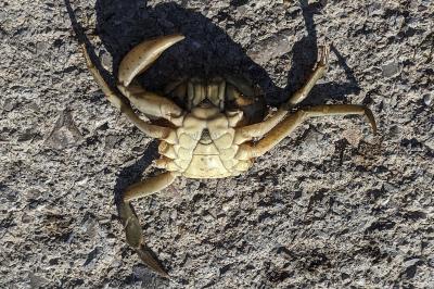 Carcinus aestuarii