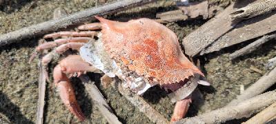 Callinectes sapidus
