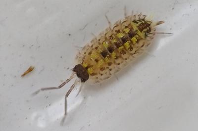 Porcellio spinicornis