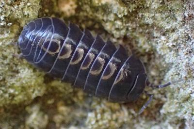 Armadillidium vulgare