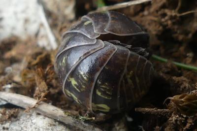 Armadillidium vulgare