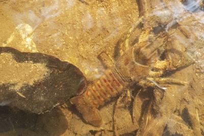 Faxonius limosus