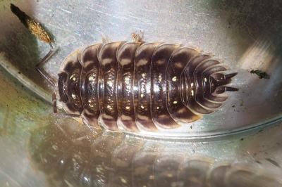 Oniscus asellus