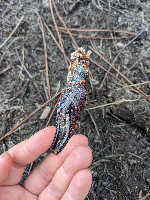 Procambarus clarkii