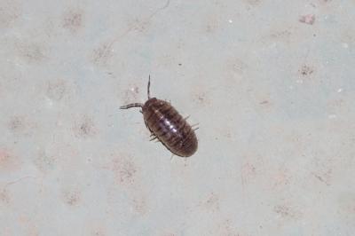 Armadillidium arcangelii