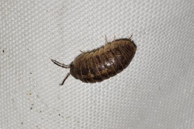 Armadillidium arcangelii
