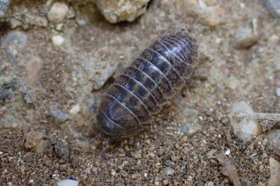 Armadillidium arcangelii