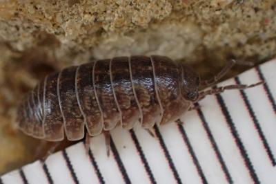 Armadillidium arcangelii