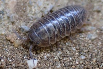 Armadillidium arcangelii