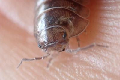 Armadillidium vulgare