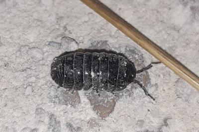 Armadillidium vulgare
