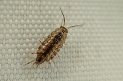 Philoscia affinis