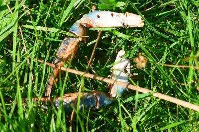 Procambarus clarkii