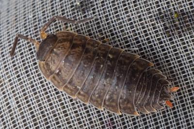 Porcellio monticola