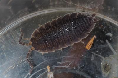 Porcellio scaber