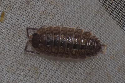 Porcellio monticola