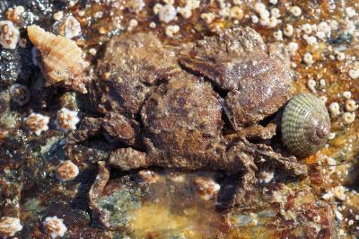 Porcellana platycheles