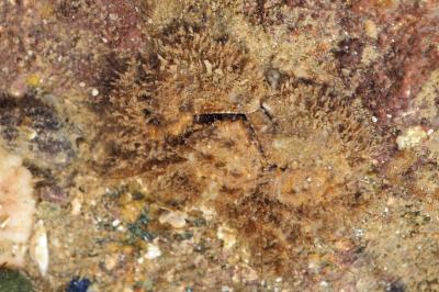 Porcellana platycheles