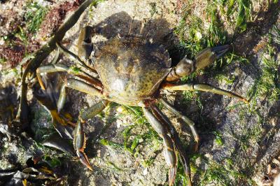 Carcinus maenas