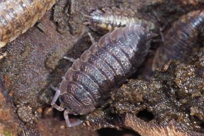 Porcellio scaber