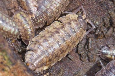 Porcellio monticola