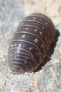 Armadillidium vulgare