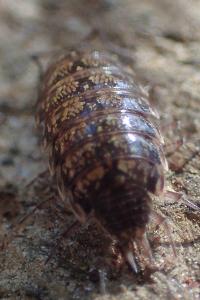 Philoscia affinis