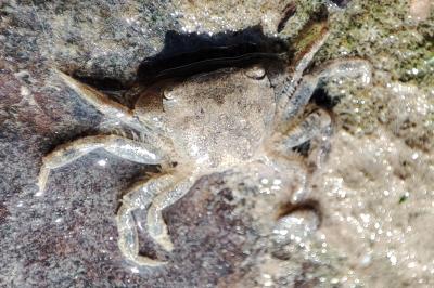 Hemigrapsus takanoi