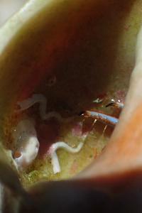 Clibanarius erythropus