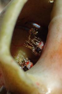 Clibanarius erythropus