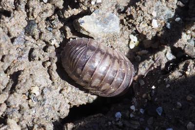 Armadillidium nasatum