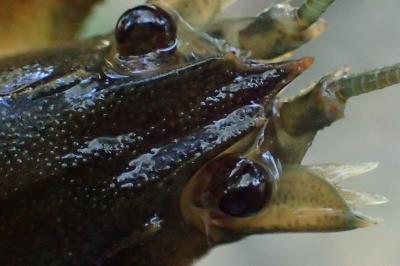 Pacifastacus leniusculus