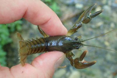 Pacifastacus leniusculus