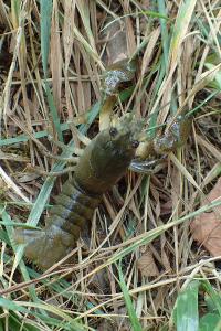 Pacifastacus leniusculus