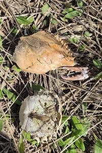 Callinectes sapidus