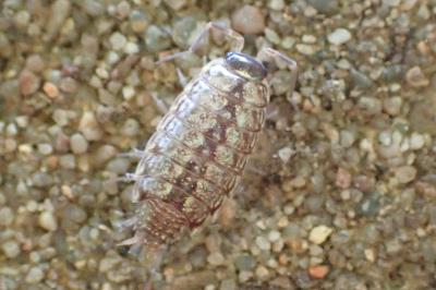Philoscia muscorum