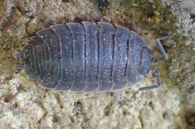 Porcellio scaber
