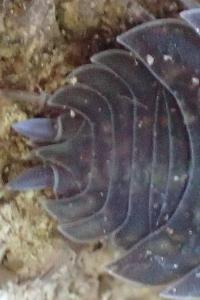 Porcellio scaber