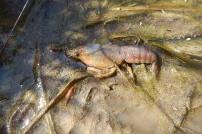 Faxonius limosus