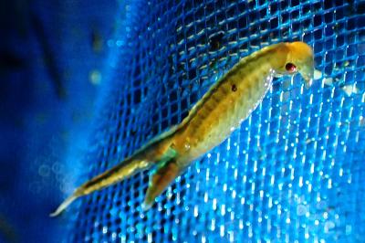 Chirocephalus diaphanus