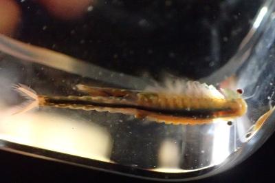 Chirocephalus diaphanus