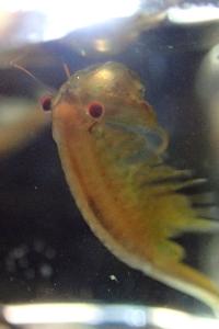 Chirocephalus diaphanus