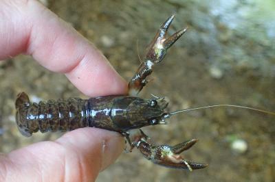 Pacifastacus leniusculus